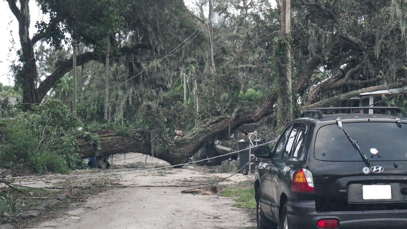 A fallen tree resting against a parked vehicle